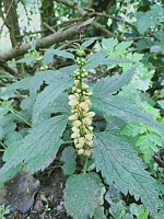 Lamier jaune - Lamium galeobdolon (ph Mrugala F., Affoux, mai 2024)(2)